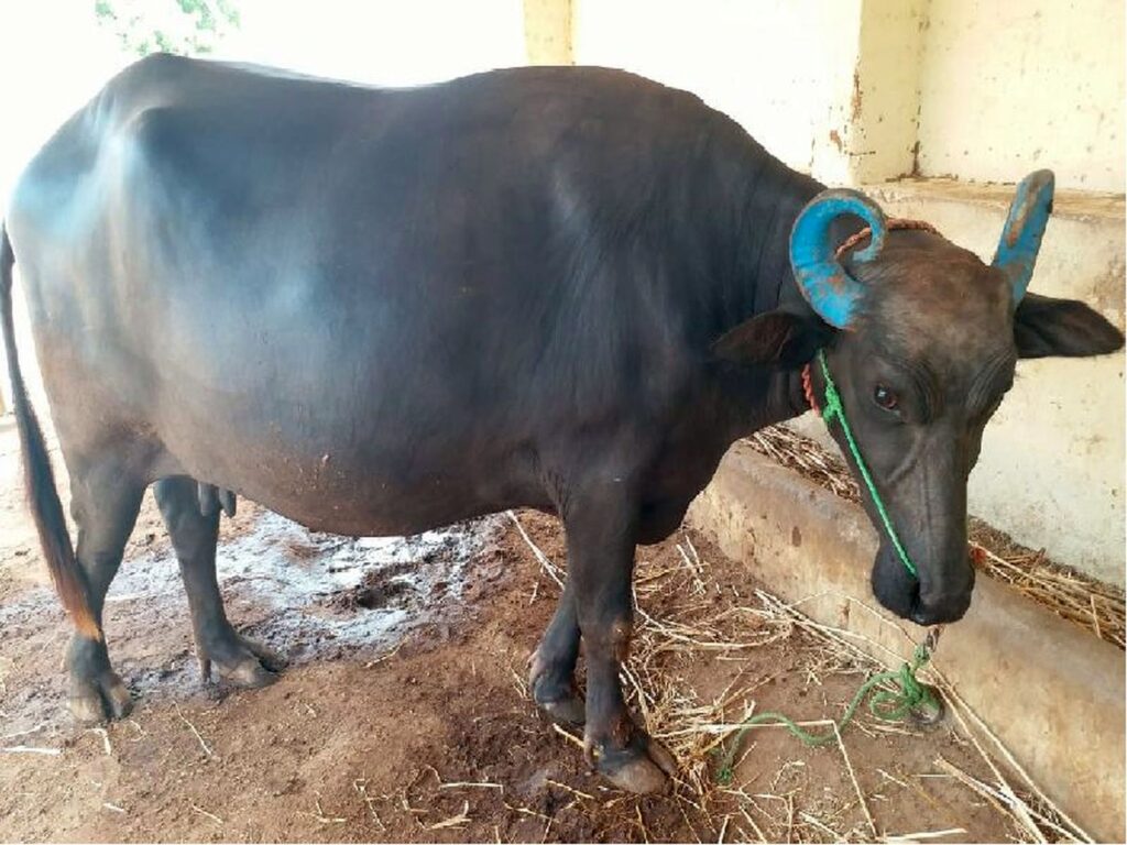মুররা মহিষ