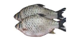 রাজপুটি