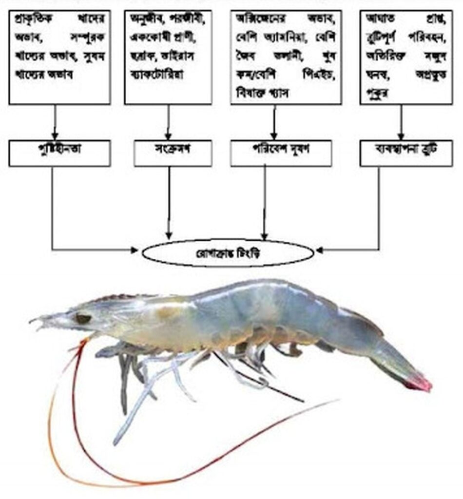 রোগাক্রান্ত চিংড়ি