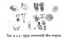 পুকুরে বসবাসকারী জীব সম্প্রদায়