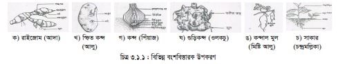 ফসল বীজ, বংশ বিস্তারক উপকরণ ও এর গুরুত্ব