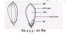 ফসল বীজ, বংশ বিস্তারক উপকরণ ও এর গুরুত্ব