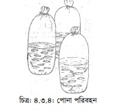 মাছ চাষের জন্য পুকুর খনন ও প্রস্তুতকরণ ও পোনা ছাড়ার পদ্ধতি