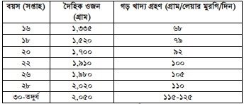 মুরগির খাদ্য