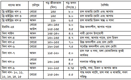 ধান চাষ