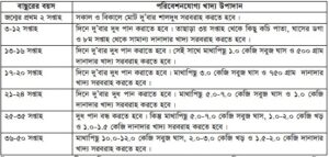 বাছুর পালন