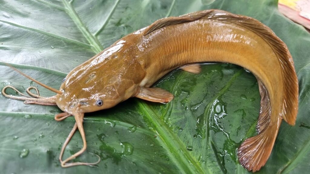 মাগুর মাছ 