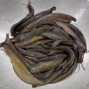 মাগুর মাছ