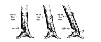 বৃক্ষ কর্তন ও কাঠ সংগ্রহ, কাঠের পরিমাণ