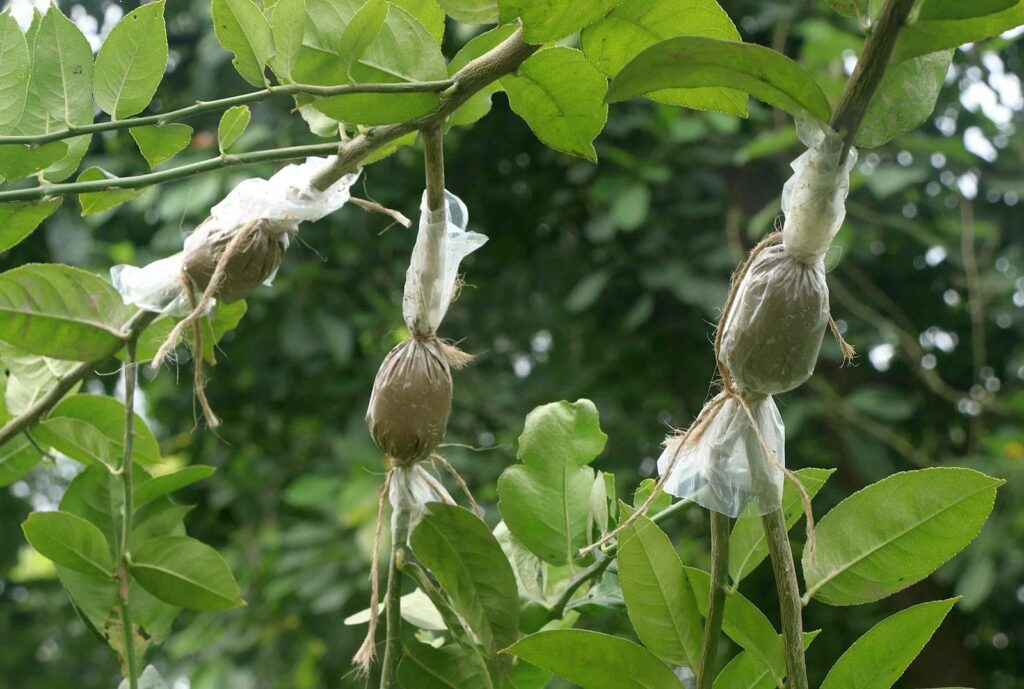 গুটি কলম