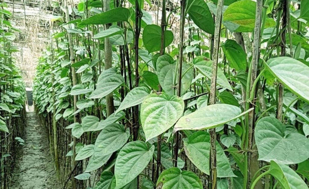 পান