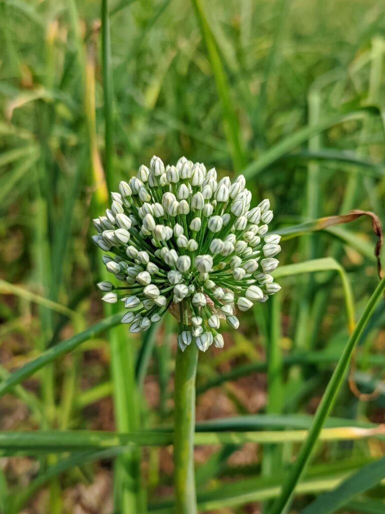 পেঁয়াজ ফুল