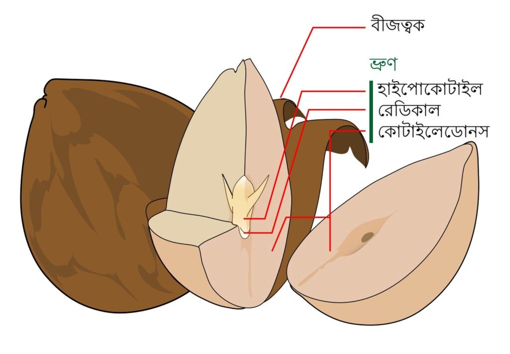 বীজ আবরণ