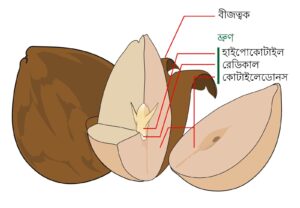 বীজ আবরণ