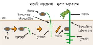 বীজের অঙ্কুরোদগম