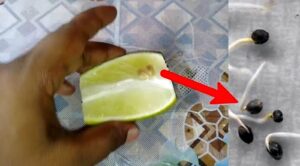 লেবু বীজ