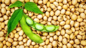 সয়াবিন বীজ