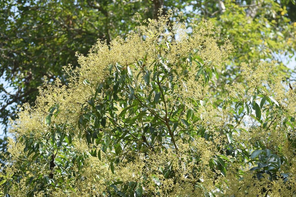 বাংলাদেশের বনজ সম্পদের গুরুত্ব 5 সিভিট বৃক্ষ