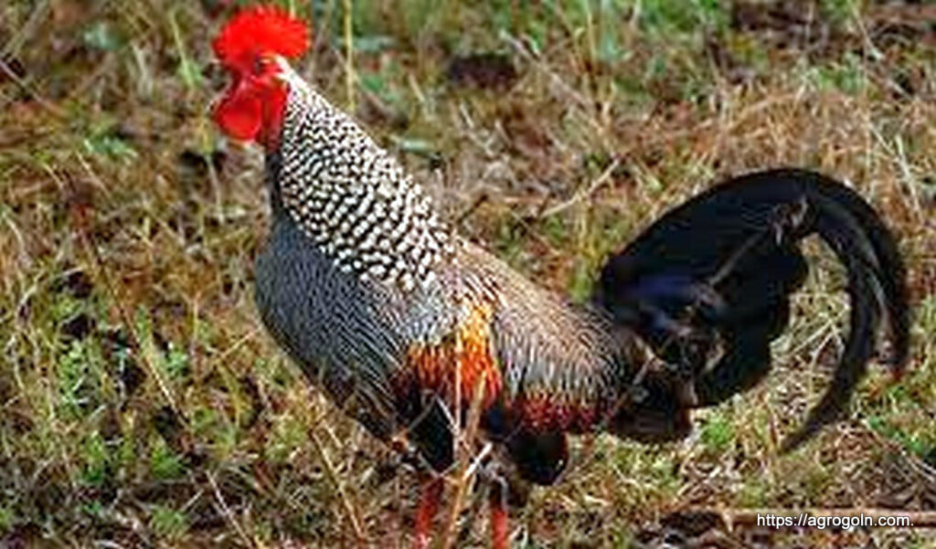 গ্রে জঙ্গল ফাউল [ Grey Jungle fowl, Gallus Sonnerratti ]