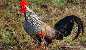 গ্রে জঙ্গল ফাউল [ Grey Jungle fowl, Gallus Sonnerratti ]