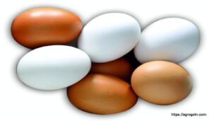 ডিম Egg 26 ডিম অনুর্বর হওয়ার কারণ, ডিমের যত্ন ও সংরক্ষণ