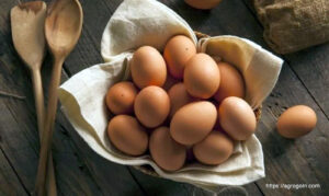 ডিম Egg 27 মুরগির রোগ ব্যবস্থাপনা, ব্রয়লার ও লেয়ার মুরগির দানাদার খাদ্য তৈরি