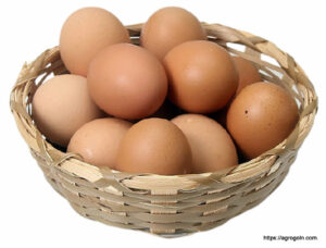 ডিম Egg 28 ডিম অনুর্বর হওয়ার কারণ, ডিমের যত্ন ও সংরক্ষণ