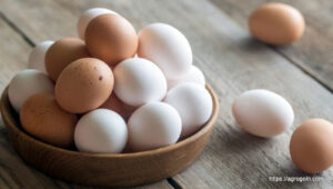 ডিম Egg 4 মুরগির রোগ ব্যবস্থাপনা, ব্রয়লার ও লেয়ার মুরগির দানাদার খাদ্য তৈরি