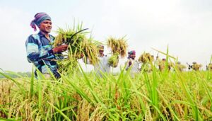 কৃষি ও পল্লী উন্নয়ন স্কুল
