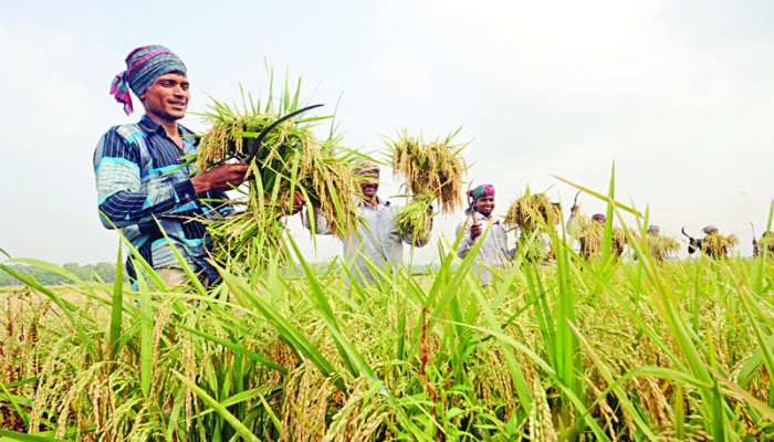 বীজ সংরক্ষণ