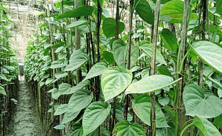 শেরপুরে বোরো ধান-চাল সংগ্রহ শুরু | সারা সপ্তাহের খবর 