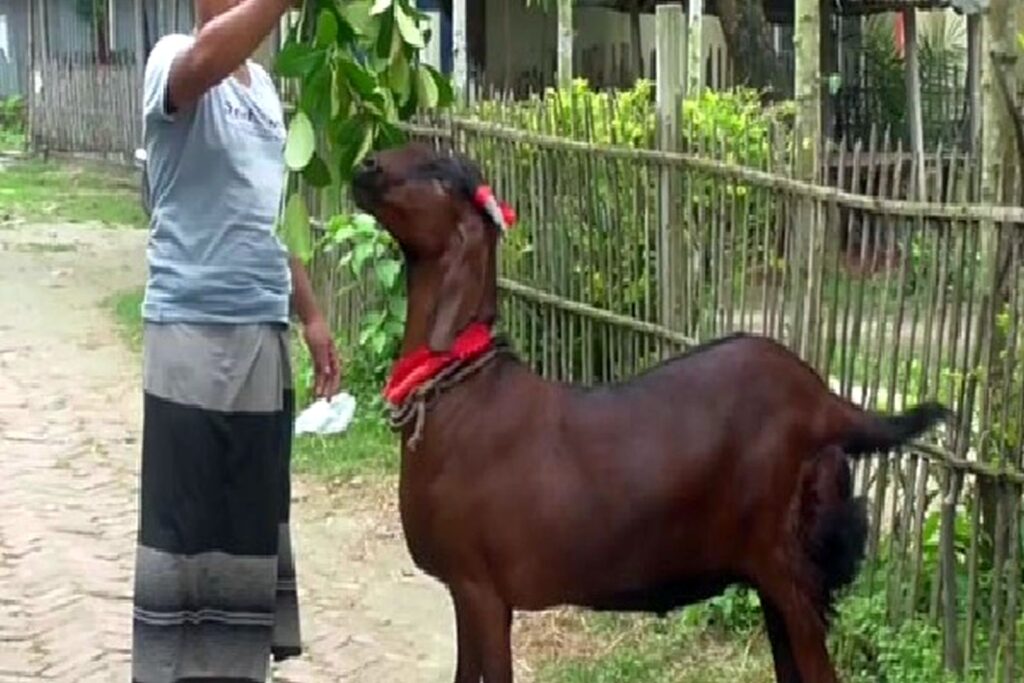 ছাগলের খাদ্য