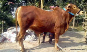 গুয়েরন্সি গরু