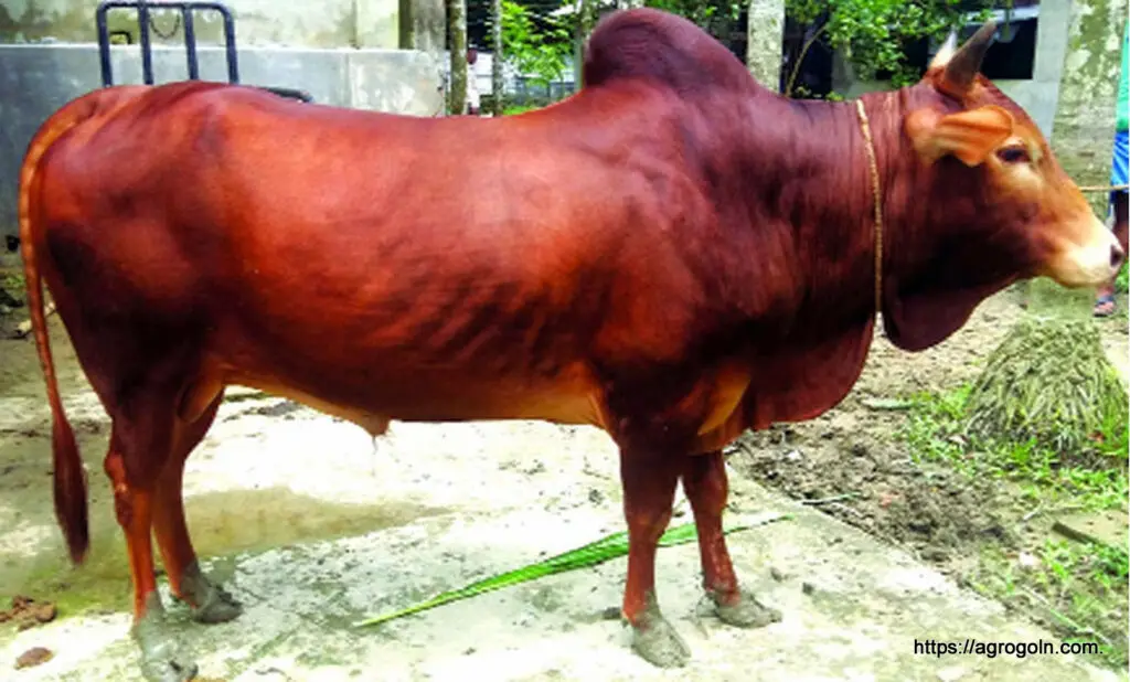 চট্রগ্রামের লাল গরু