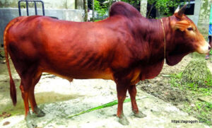 চট্রগ্রামের লাল গরু
