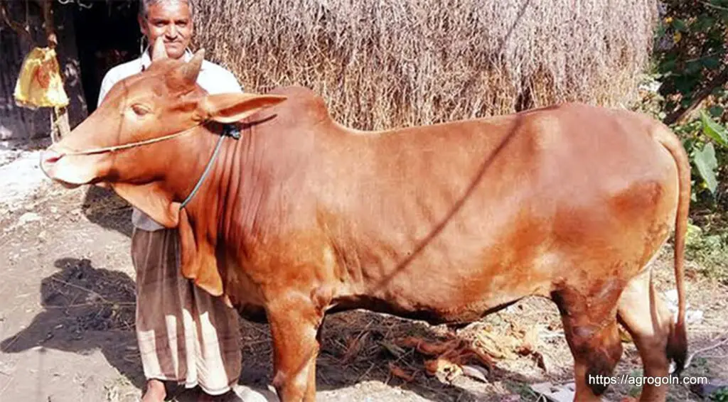 লাল চট্টগ্রাম