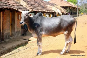 হারিয়ানা গরু