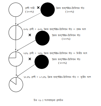 সংকর জাতের গরুর বৈশিষ্ট্য