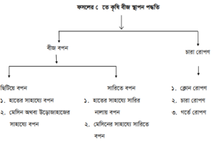 বীজ বপন, চারা রোপণ