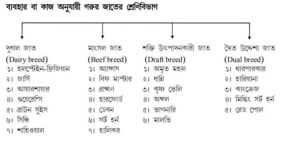 ব্যবহার বা কাজ অনুযায়ী গরুর জাতের শ্রেণিবিভাগ