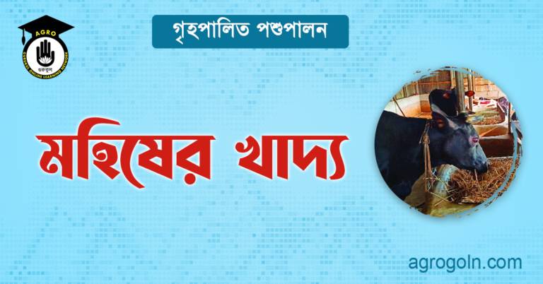 মহিষের খাদ্য