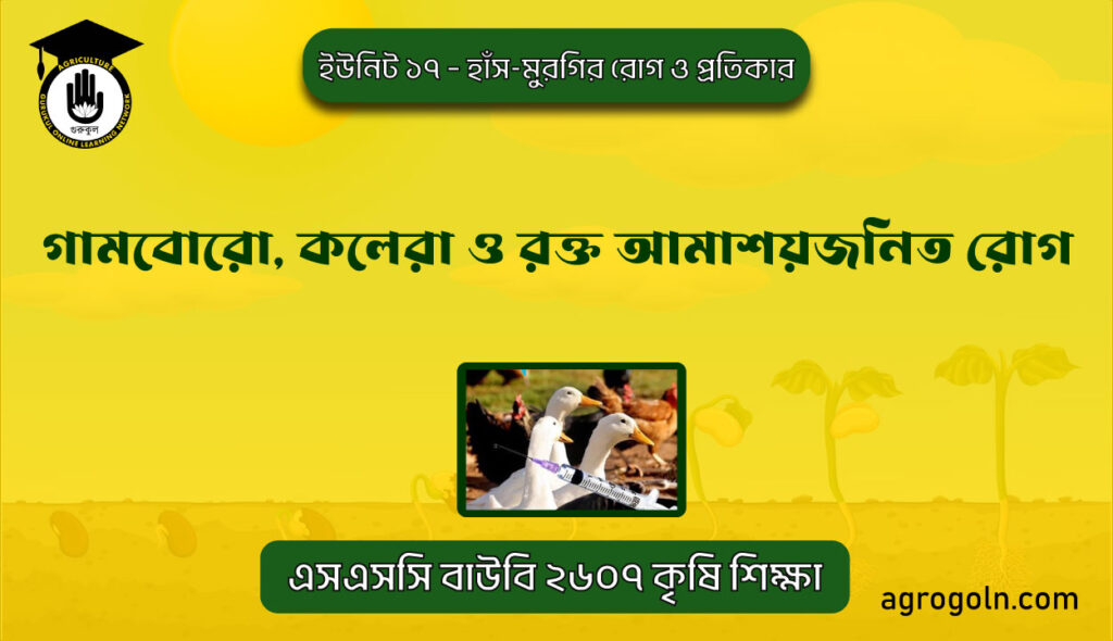 হাস-মুরগির গামবোরো, কলেরা ও রক্ত আমাশয়জনিত রোগ