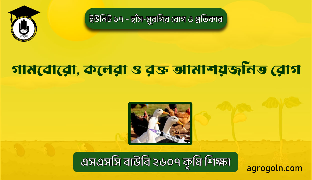 গামবোরো, কলেরা ও রক্ত আমাশয়জনিত রোগ