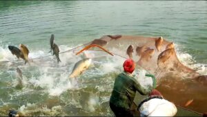 ব্যবহারিক: লবণজাতকরণের মাধ্যমে ইলিশ মাছ সংরক্ষণ