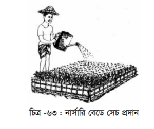 চারার পরিচর্যা