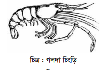 চিংড়ি চাষের প্রয়োজনীয়তা, সম্ভাবনা ও চাষ পদ্ধতি