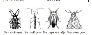 ধান চাষ