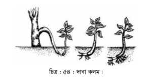 নার্সারিতে চারা উৎপাদন পদ্ধতি