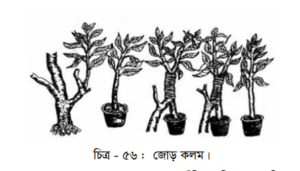 নার্সারিতে চারা উৎপাদন পদ্ধতি