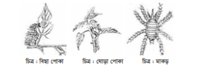 পাট চাষ